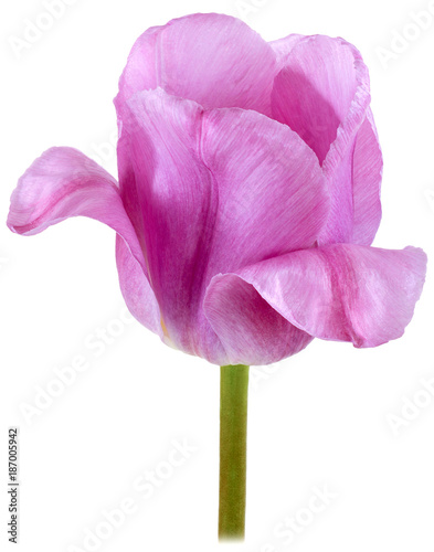 single pink Tulip marble