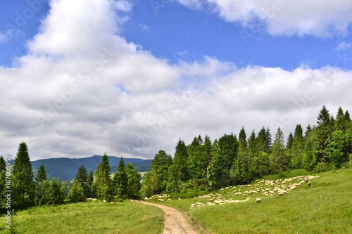  Flock of sheep grazing on Pieniny mountains, Poland © Jurek Adamski