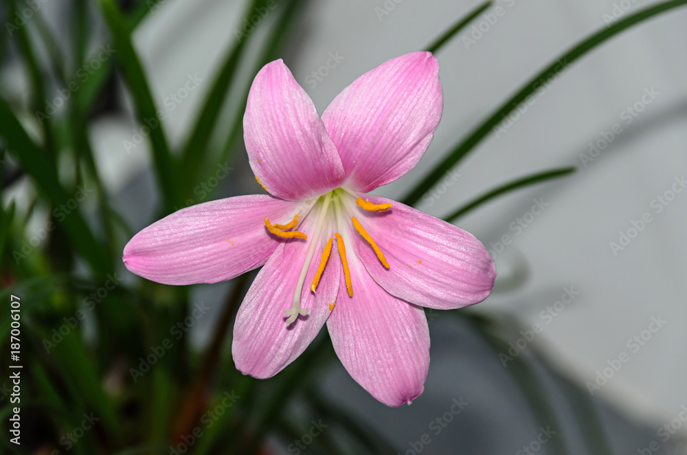 Pink-purple Zephyranthes flower, close up, isolated. Common names for species in this genus include fairy, rainflower, zephyr and rain lily