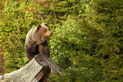 Ursus arctos. Brown bear. The photo was taken in Slovakia. The brown bear is found throughout Europe. Beautiful bear image. Nature of Slovakia. Wild nature. Free nature. From the life of the bears. Na