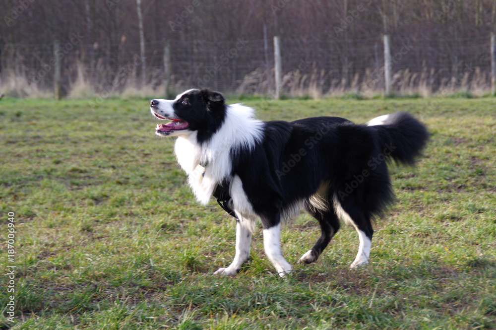 Young border collie dog