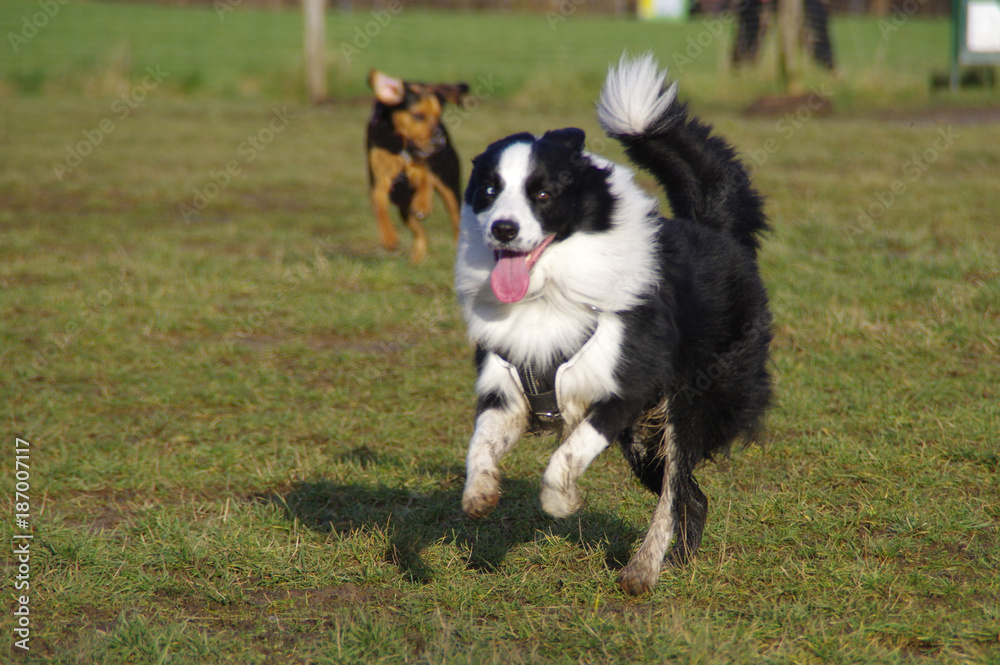 Dogs on the walk