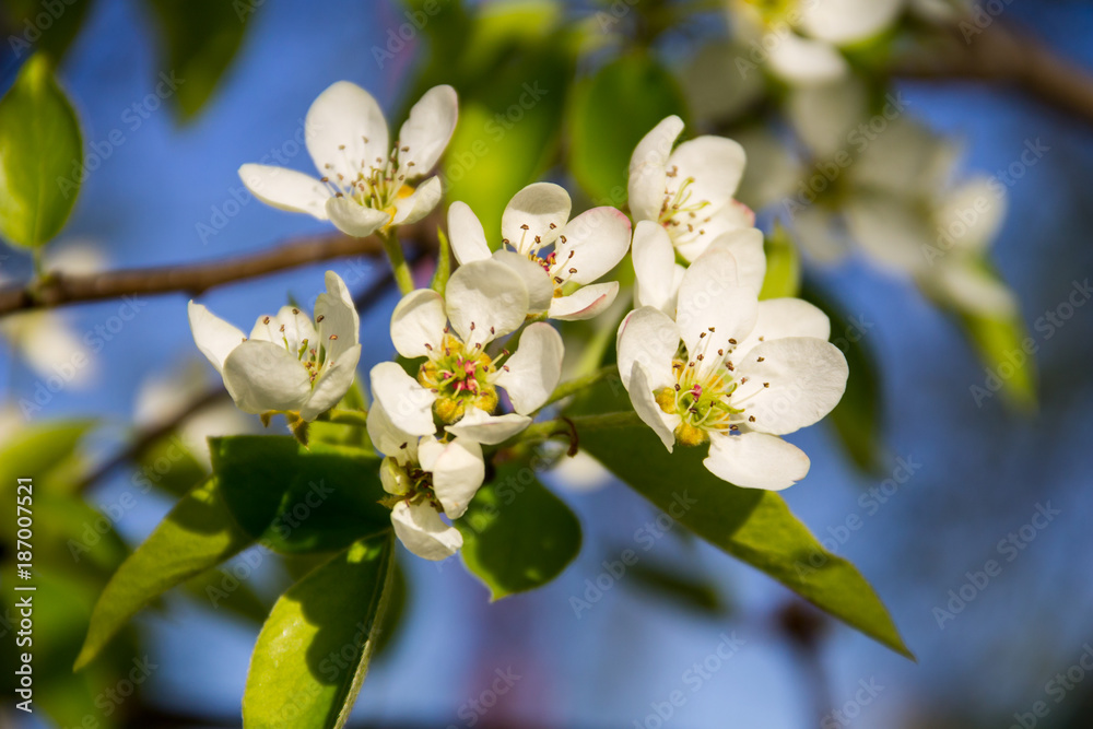 Branch of blossoming pear tree closeup