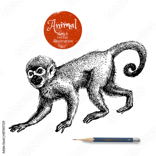 Canvas Print Hand drawn monkey animal vector illustration