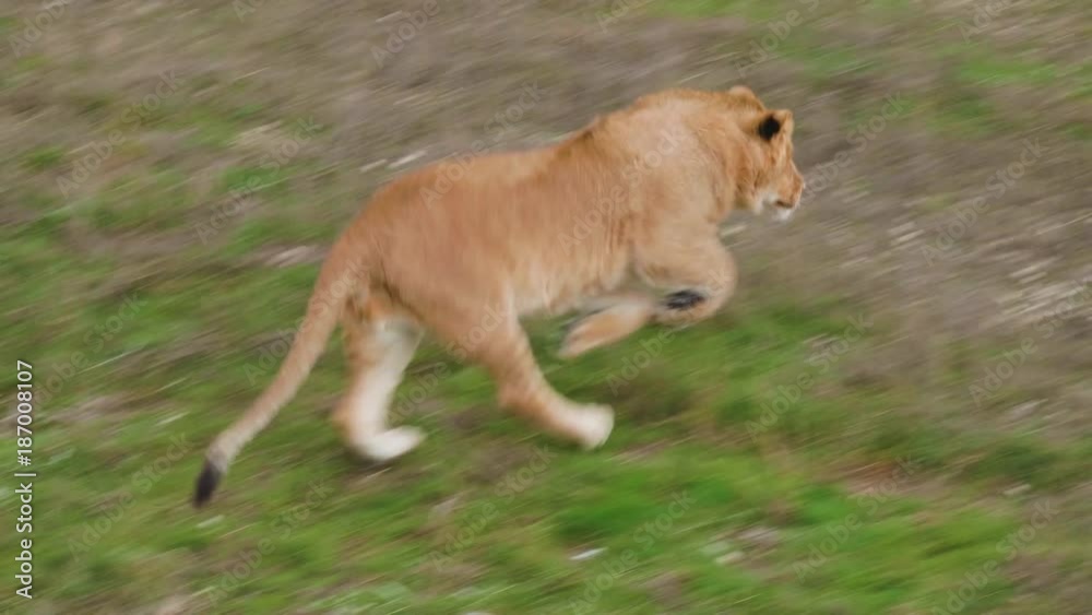 Lion notices prey and runs. Wildlife hunting. Dry grass on background.