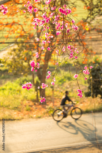 road, sunset light, vertical, mae hong son province, countryside, tropical flowers, silhouette, blurred biker, pai road, pai thailand, thailand, background, pink, blue, tree, beautiful, nature, blosso