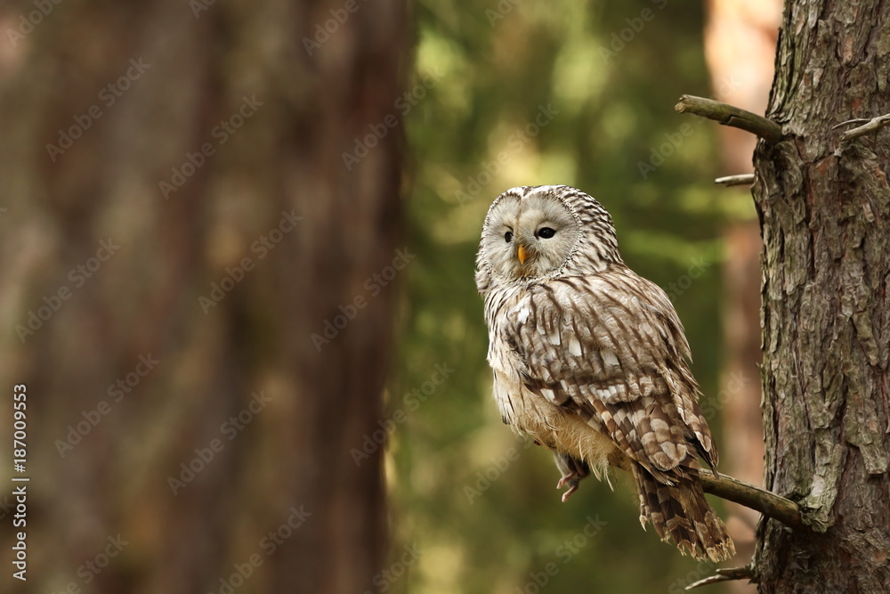 Strix uralensis. He lives in Europe and Asia. In Czech it is rare. Beautiful image of the owl. Nature. From Owl's Life. Strix uralensis. He lives in Europe and Asia. In Czech it is rare. Beautiful image of the owl. Nature. From Owl's Life.
