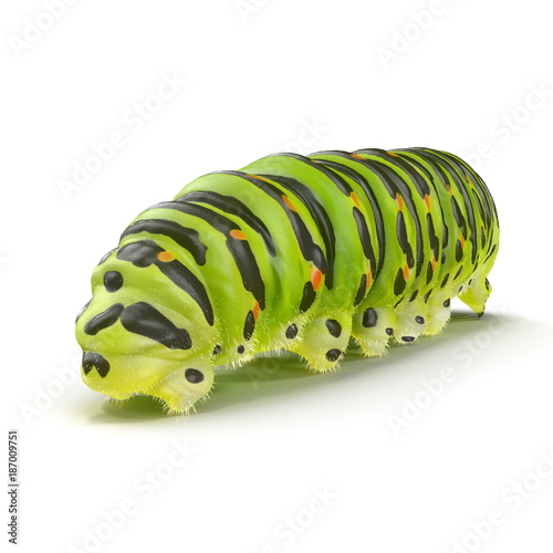 Machaon caterpillar on a white. 3D illustration
