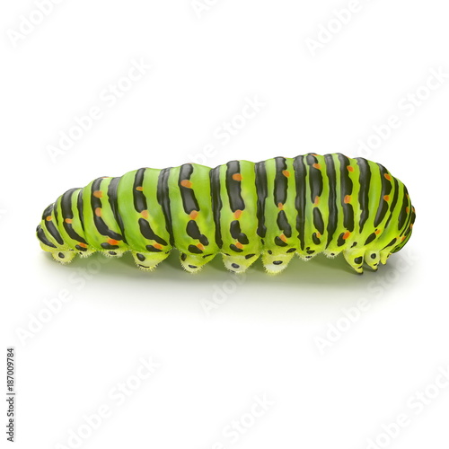 caterpillar Papilio xuthus. Isolated on white. 3D illustration