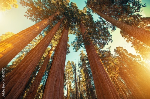 Giant Sequoias Redwood photo