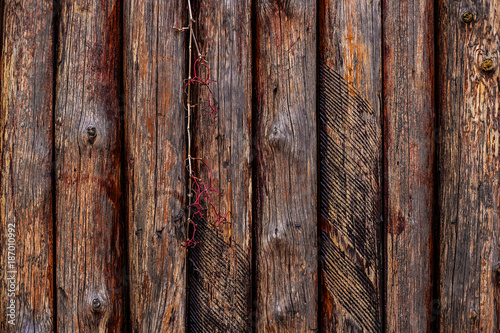 Old wooden fence with grape-vine © VeraP