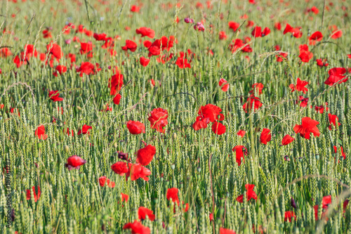 Wheat and Poppies