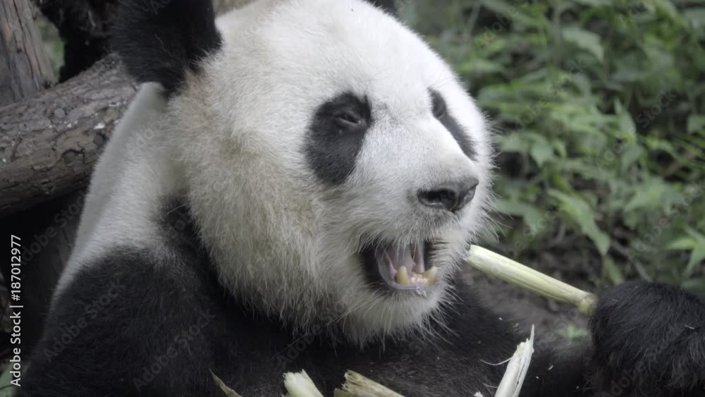 Panda focused on eating bamboo Panda focused on eating bamboo