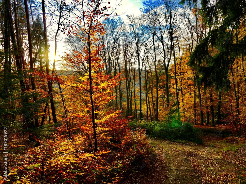 Obraz premium Herbstfarben im Wald