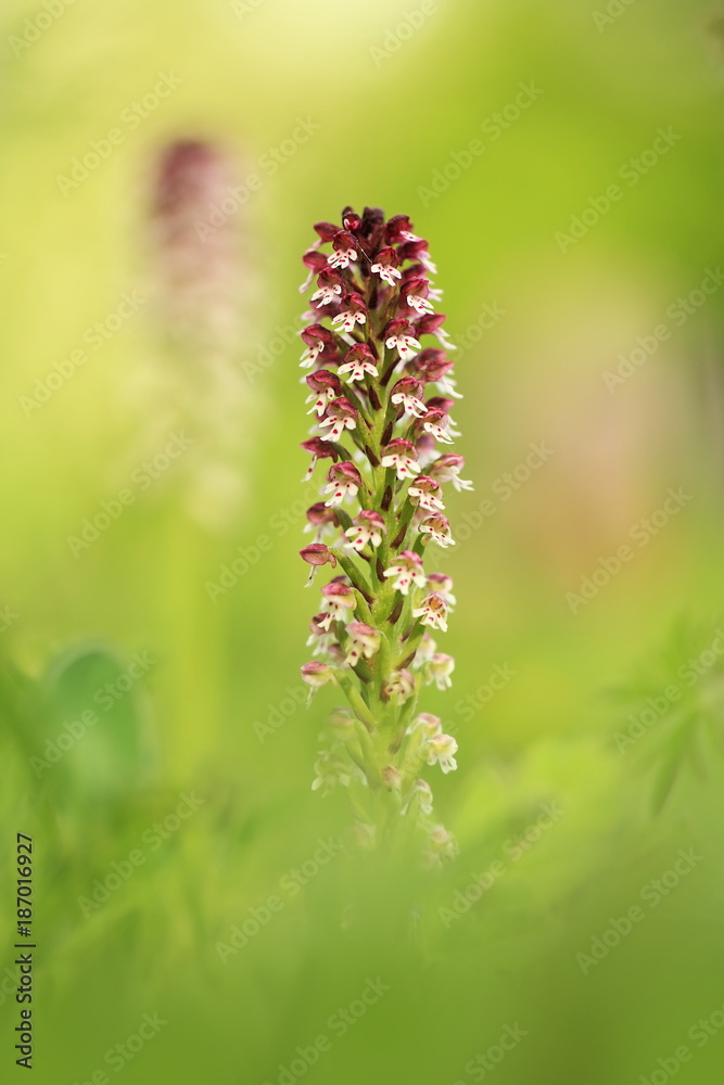 Orchis ustulata. The plant is found throughout Europe from northern Spain to southern Scandinavia. Grows in sunny meadows and pastures. Orchis ustulata. The plant is found throughout Europe from northern Spain to southern Scandinavia. Grows in sunny meadows and pastures.