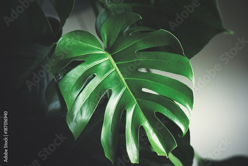 Dark green leaves of monstera (split-leaf philodendron) tropical foliage plant growing in wild. Floral background. top view - in dark tone. Toned picture. Filter applied.