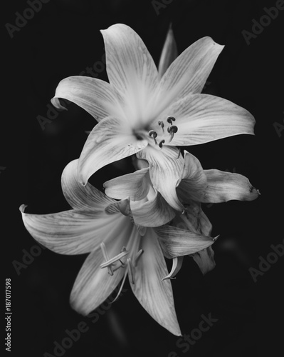 Lily flowers in bloom isolated over black background