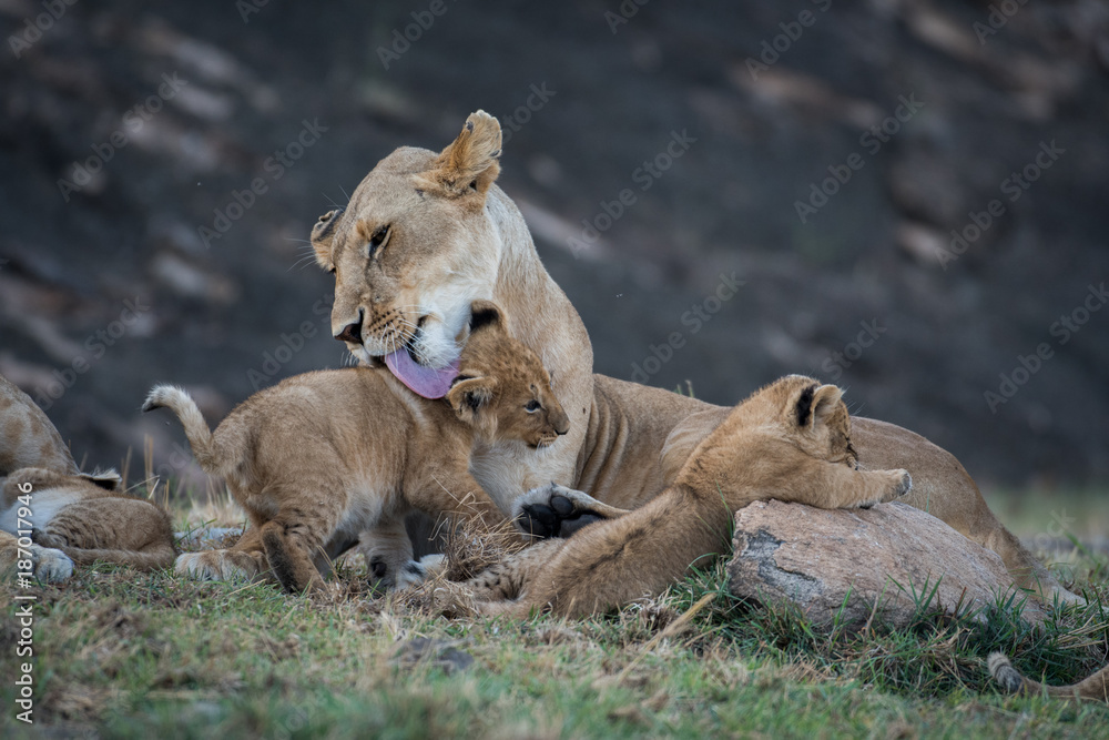 Fototapeta premium Lioness licking its cub