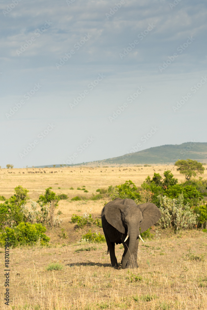 African elephan in Masai Mara
