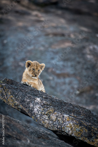 Fototapeta Naklejka Na Ścianę i Meble -  Lion cub on a rock