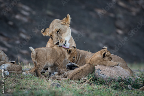 Female lion licking its cub in Masai Mara Game Reserve, Kenya