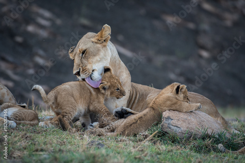 Lioness licking its cub