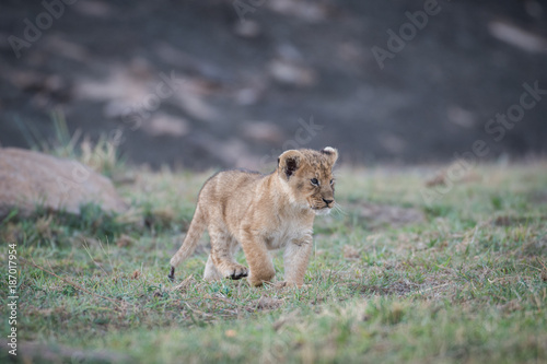 Lion cub in Masai Mara