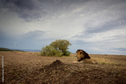 Fototapeta Naklejka Na Ścianę i Meble -  Male african lion