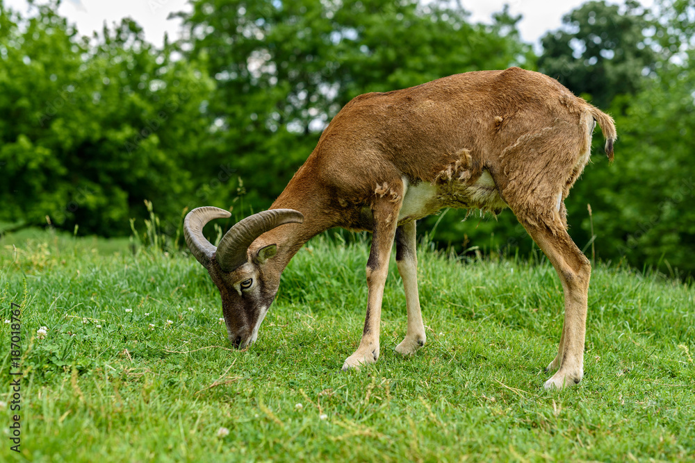 Young European mouflon sheep (Ovis ammon musimon) Young European mouflon sheep (Ovis ammon musimon)