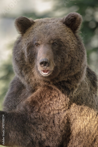 Big mother bear in Slovenia © Natureimmortal
