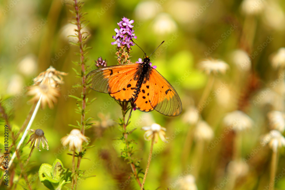 Obraz premium Butterfly on flower