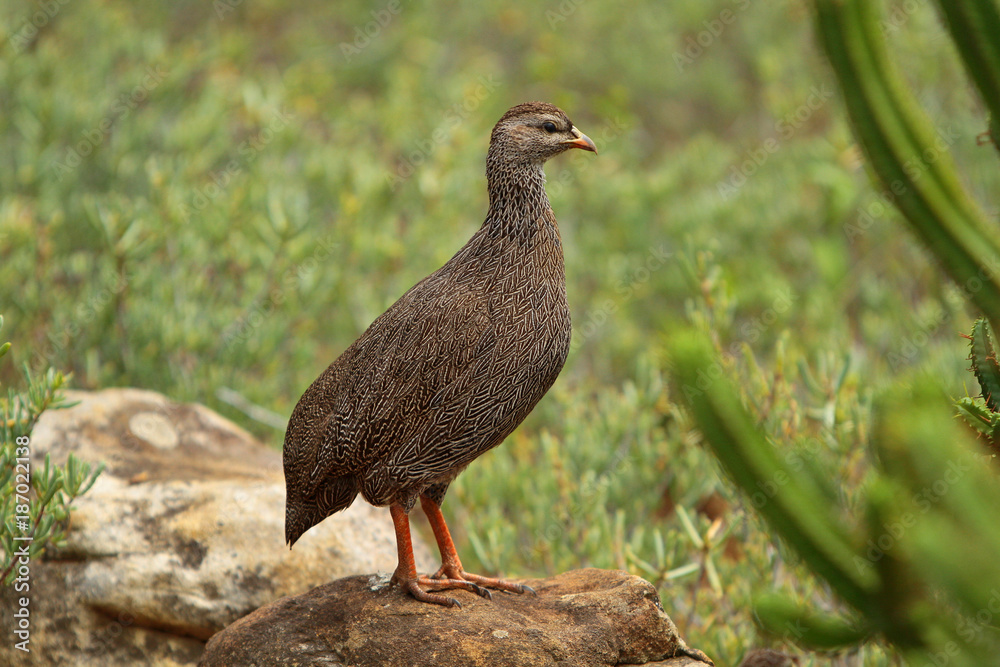 Cape spurfowl(pternistis capensis)in South Africa Cape spurfowl(pternistis capensis)in South Africa