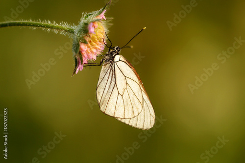 Photos Butterfly aporia Crataegi(aporia crataegi)on flower