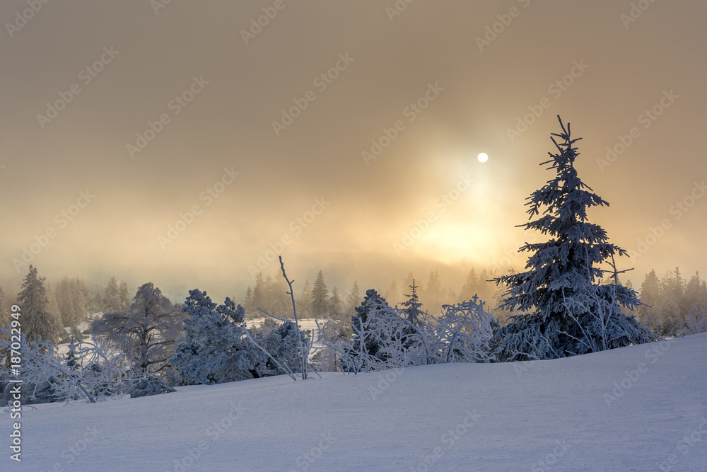 Fototapeta premium Wintertime - Black Forest. Winter landscape with firs covered by snow and sun appearing in the background.