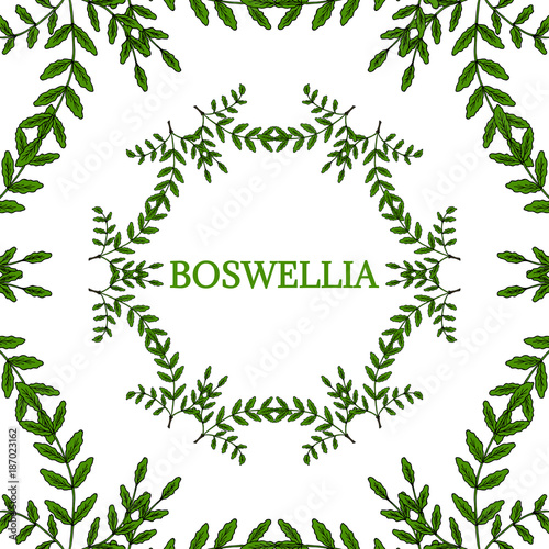 Boswellia in color, LM 16-4