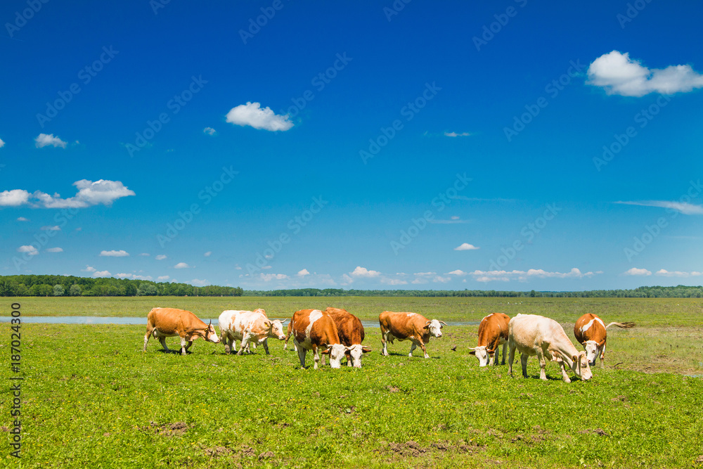 Cows on farm in nature park Lonjsko polje, Croatia Cows on farm in nature park Lonjsko polje, Croatia