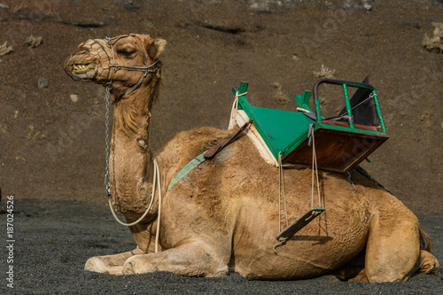 lächelndes Kamel © Heinz