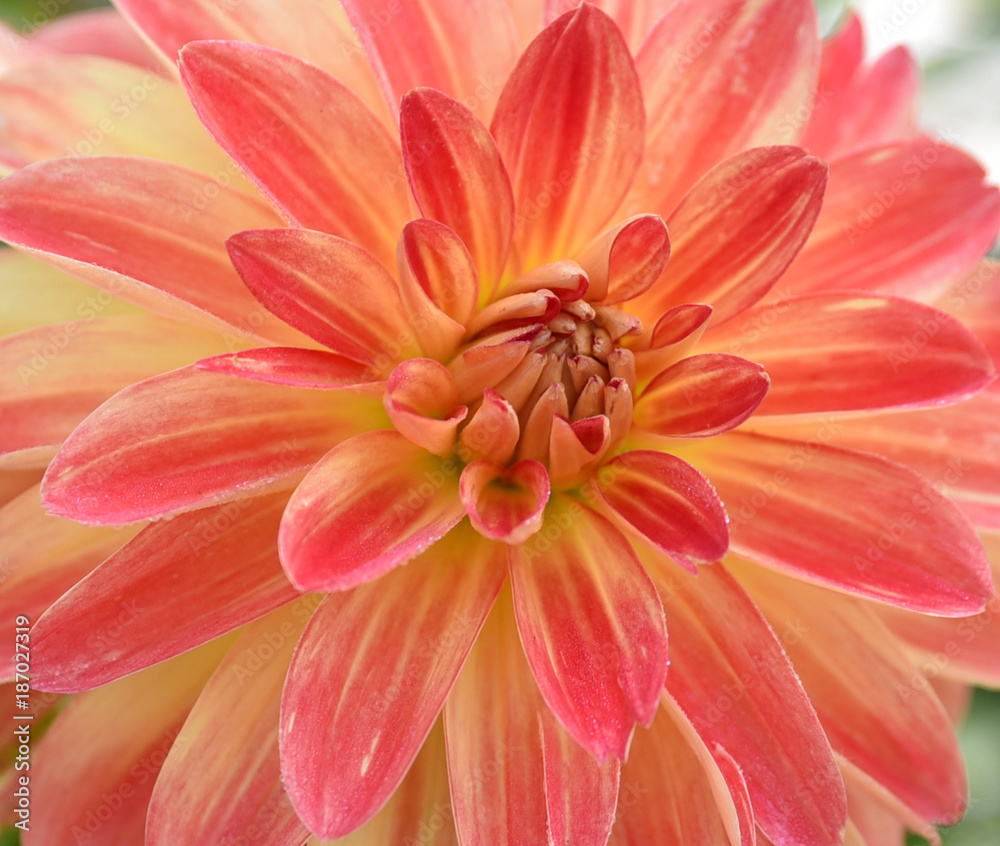 Dahlia rose et jaune en été