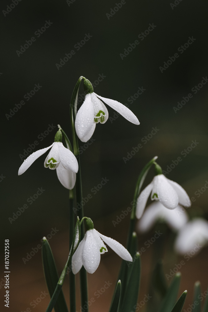 Detail of Snowdrop flowers (Galanthus nivalis) growing wild in w Detail of Snowdrop flowers (Galanthus nivalis) growing wild in w