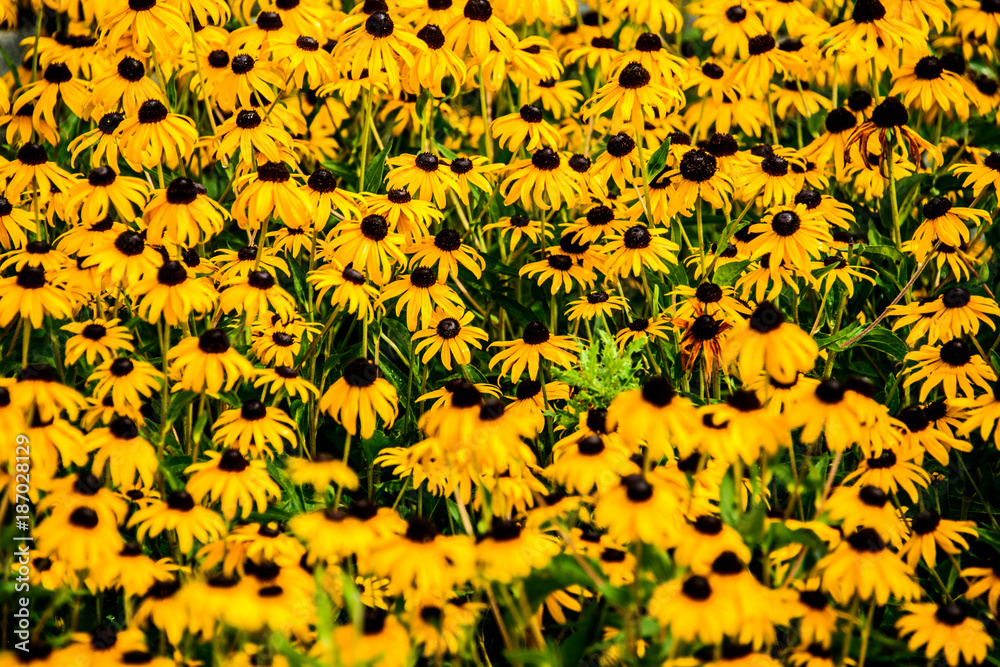A Field of flowers A Field of flowers