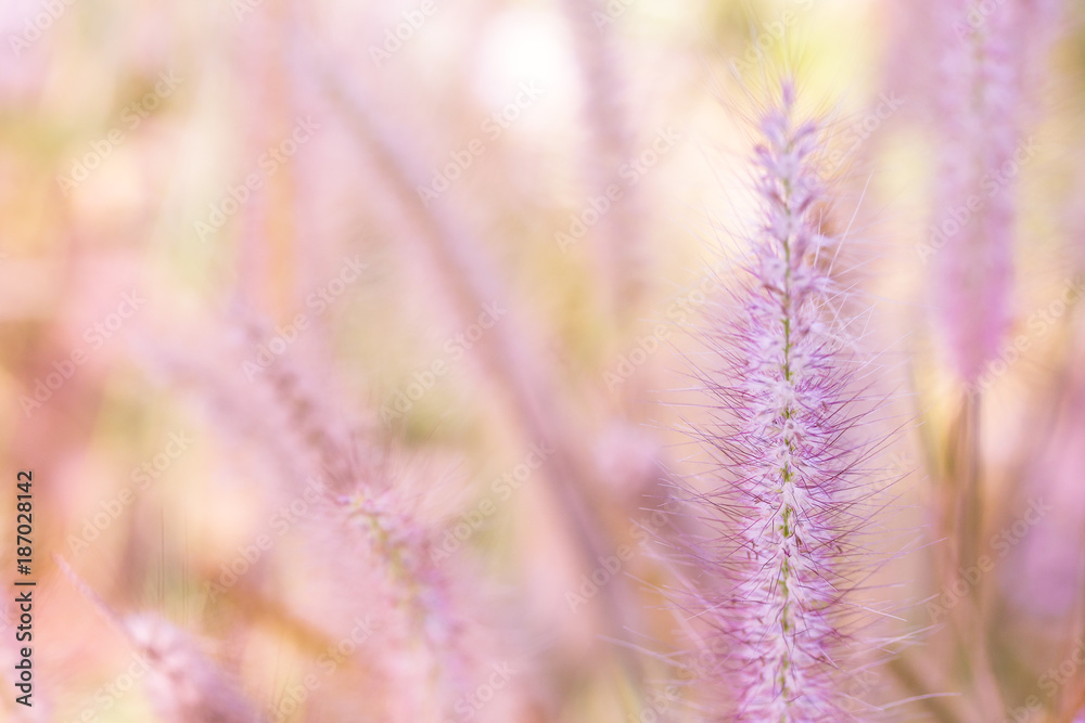 Close up of pink grass flower, Soft focus, process vintage sweet color. Close up of pink grass flower, Soft focus, process vintage sweet color.