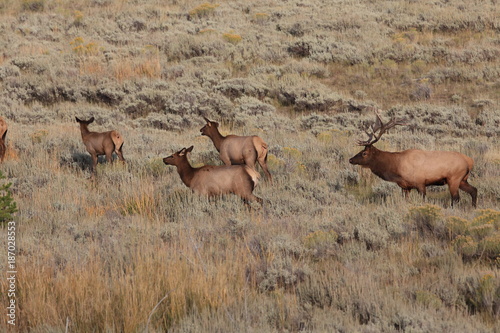 Elk (Wapiti), Cervus elephas,Mammoth Springs in Yellowstone National Park photo