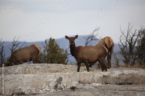 Elk (Wapiti), Cervus elephas,Mammoth Springs in Yellowstone National Park photo