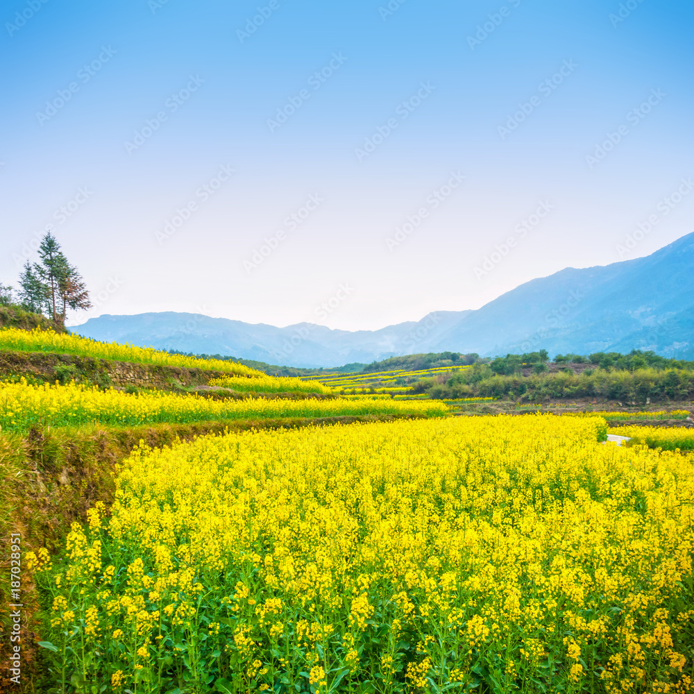 Terraced fields of Wuyuan County with Yellow oilseed rape field and Blooming canola flowers in spring. It's very quiet. People refer it to as the most beautiful village of China.