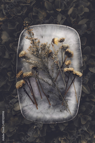 Yellow flowers frozen in ice