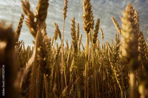 Wheat Fields in Ohio photo