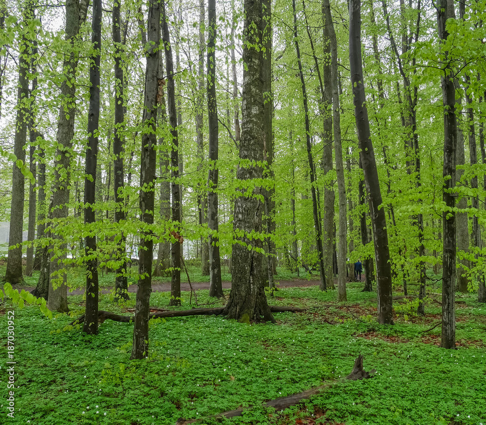 Nature, forest, clours, green leaves Nature, forest, clours, green leaves