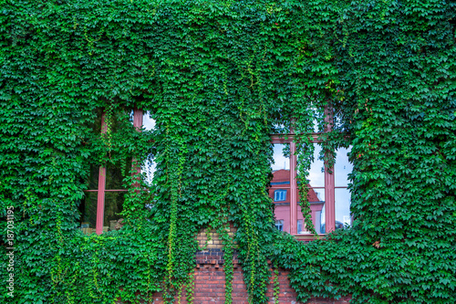 View of brick house facade with wall and windows, covered by overgrown creeper plant © elenakirey