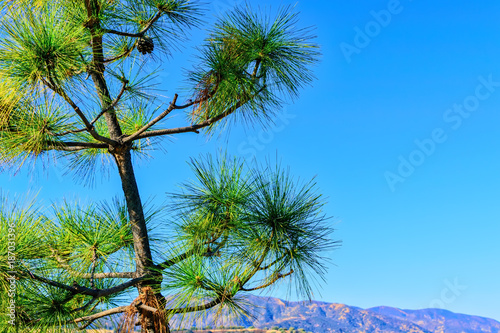 Pine tree grows near forest with mountains in background and room for text in blue sky
