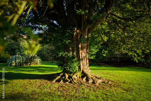 Billede på lærred Old yew tree in formal garden
